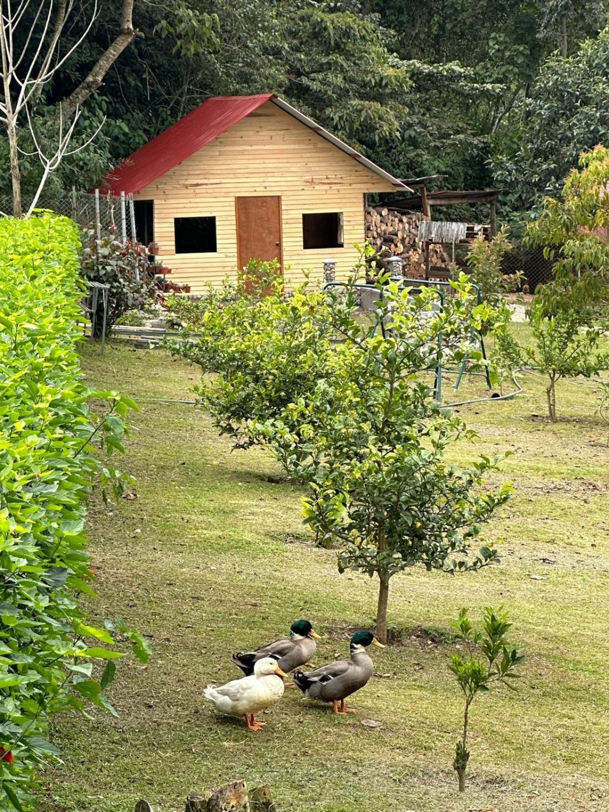 Hassinger Ranch Cabanas Oxapampa Kültér fotó